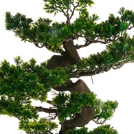 Drzewko bonsai w czarnej doniczce 80 cm Ozdobna sztuczna roślina, wykonana z wytrzymałego tworzywa sztucznego, szczegółowe odwzorowanie
