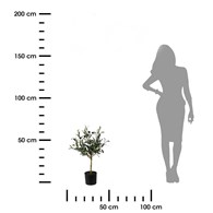 Oliwne drzewko w donicy 66 cm
