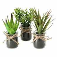 Komplet 3 roślin doniczkowych Eloise Wykonane z wysokiej jakości tworzywa sztucznego, w przezroczystych doniczkach, naturalny wygląd