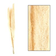 Trawa pampasowa Jaxx kremowa 160 cm Zestaw 3 szt gałązek suszonej trawy pampasowej w naturalnym, bielonym kolorze o długości 140-160 cm