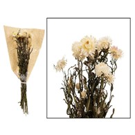 Kwiaty suszone Helichrysum 60 cm Pęczek pięknych, suszonych kwiatów, kocanek w białym kolorze o długości do 60 cm