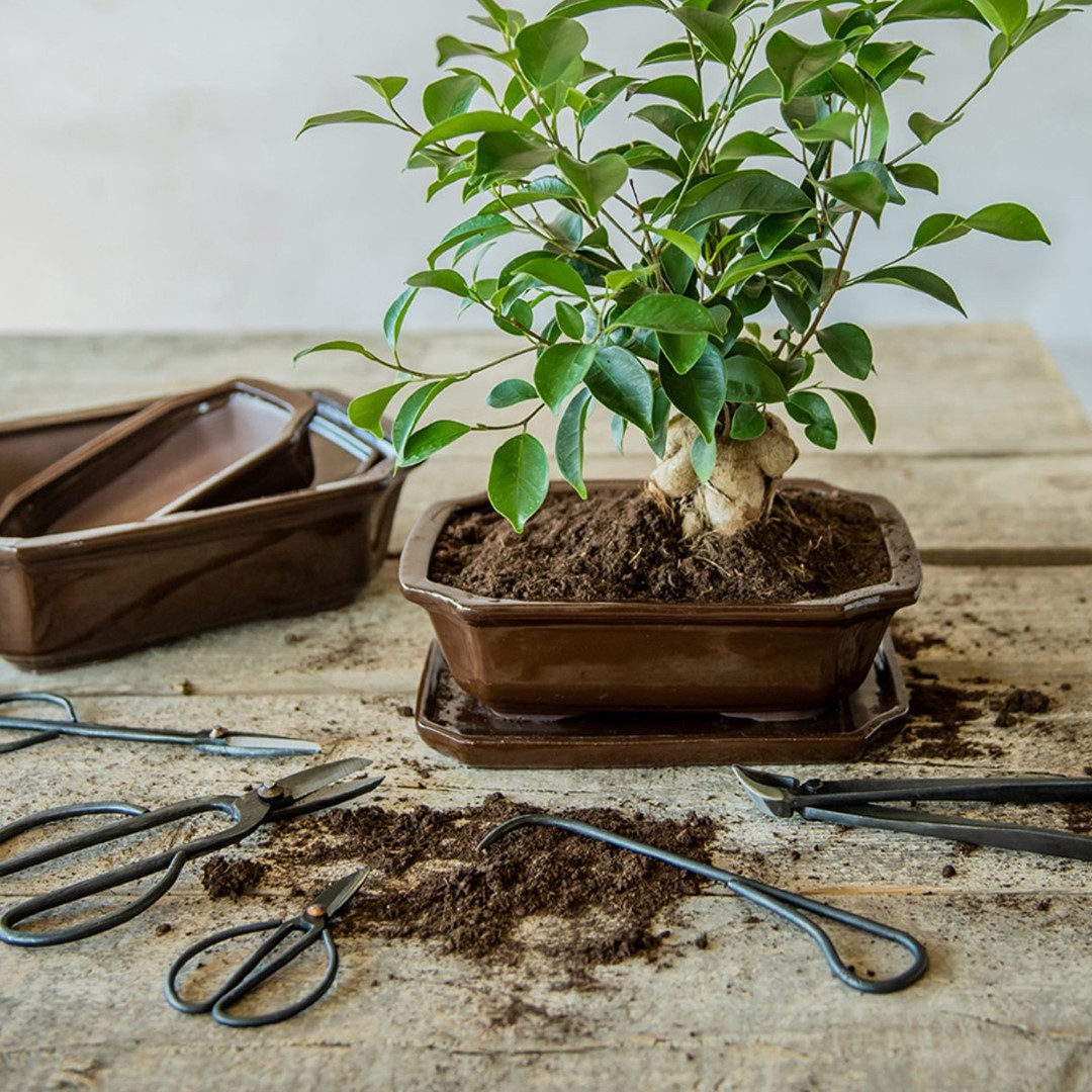 Nożyce do przycinania drzewek Bonsai